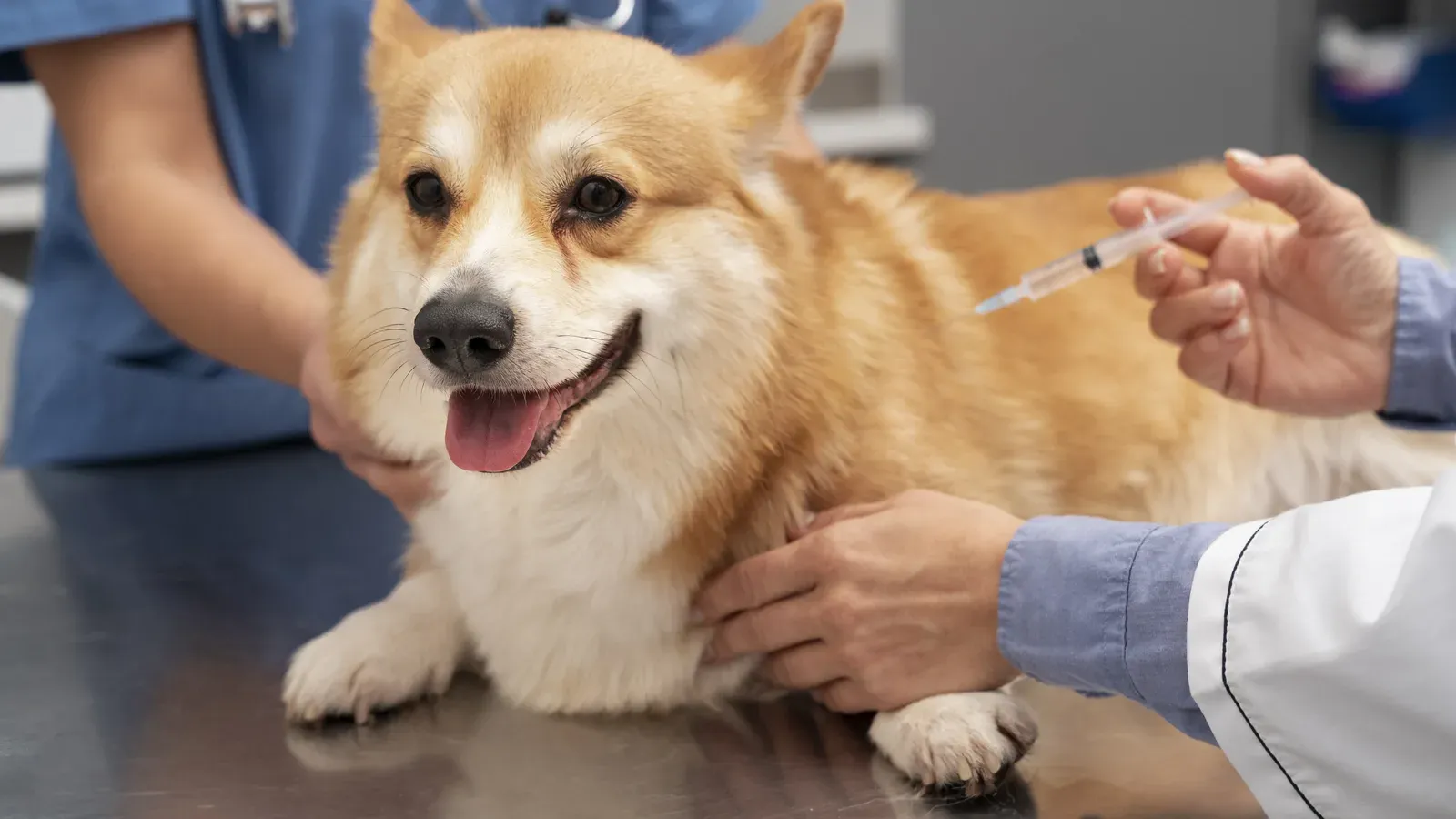 Corgi deitado na mesa de atendimento recebe uma vacina aplicada por profissional de jaleco