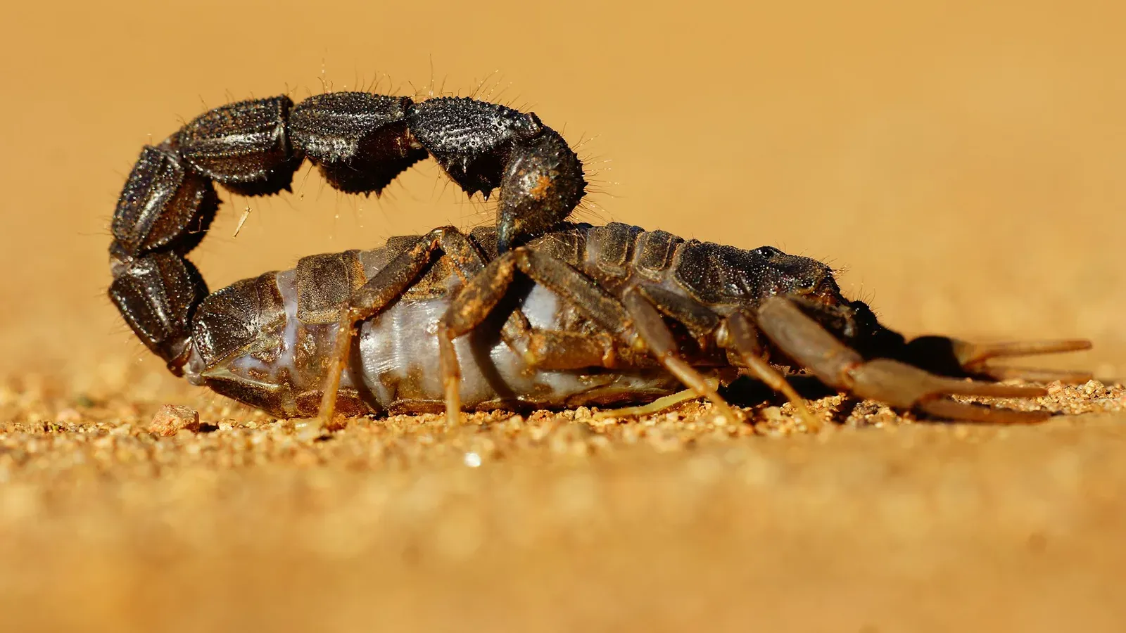 Escorpião escuro com a cauda erguida sobre areia clara, visto de perto e de lado