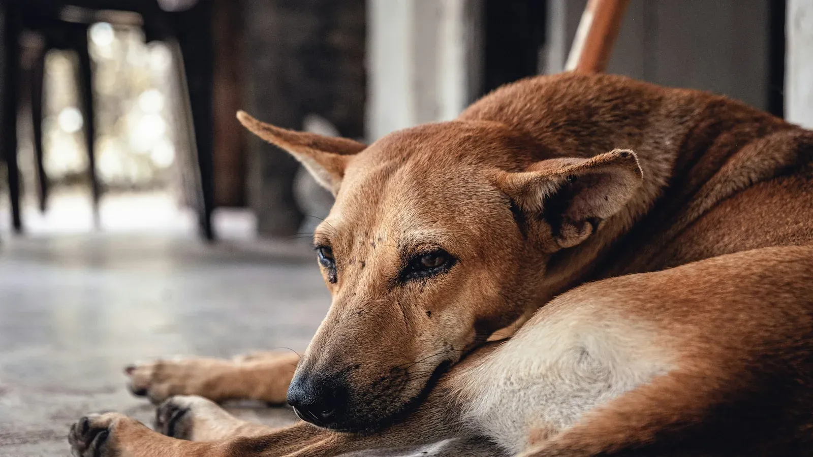 Cachorro de pelagem marrom deitado no chão com a cabeça apoiada e expressão abatida