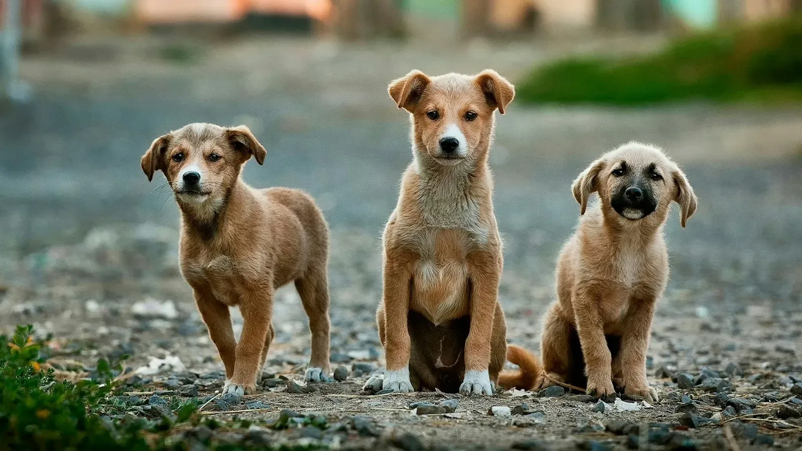 Três filhotes de cachorro caramelo parados lado a lado num chão de pedrisco, olhando para a câmera