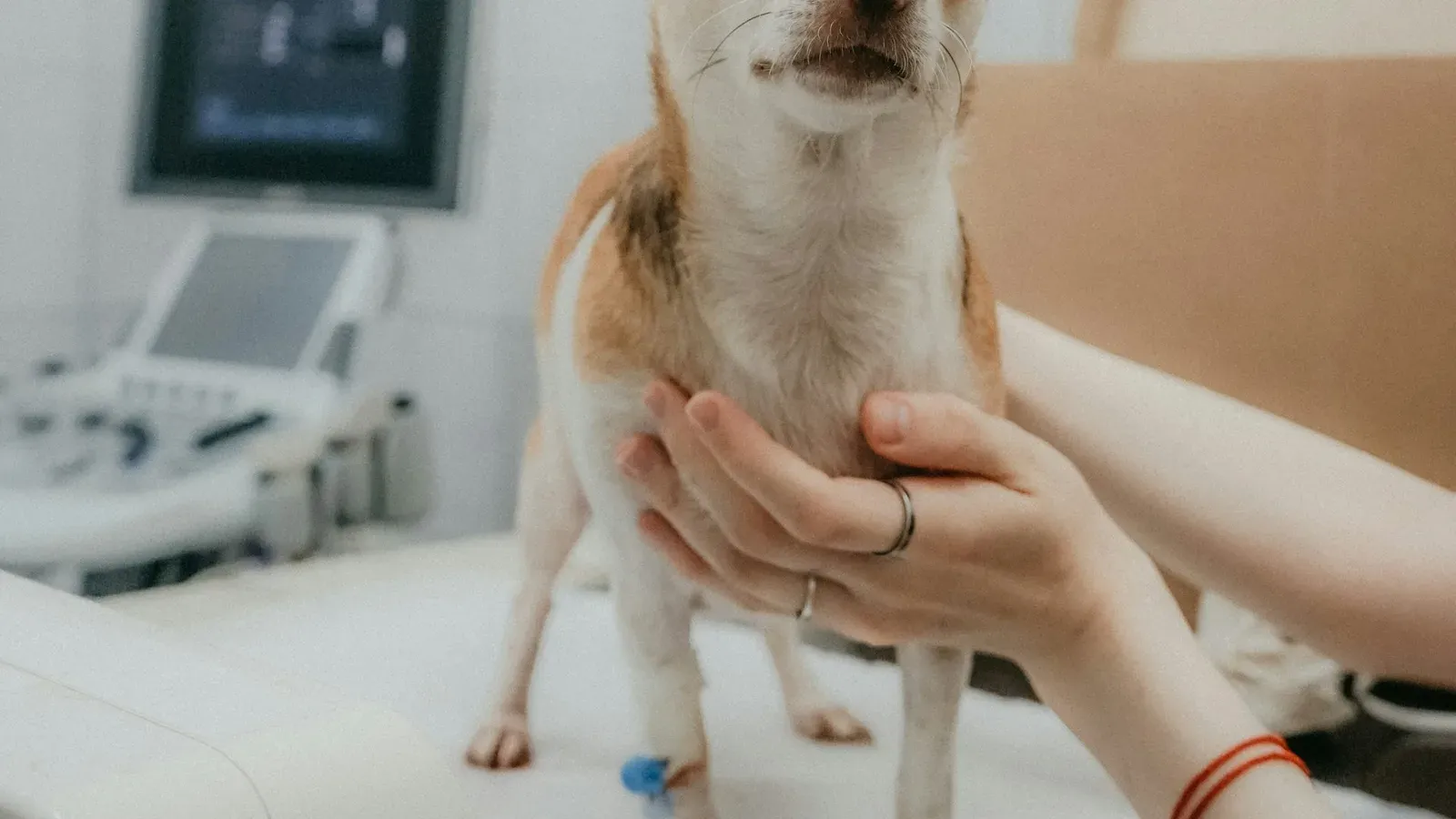 Mãos seguram um cachorro pequeno de pelagem clara sobre a mesa, com o aparelho de ultrassom ao fundo