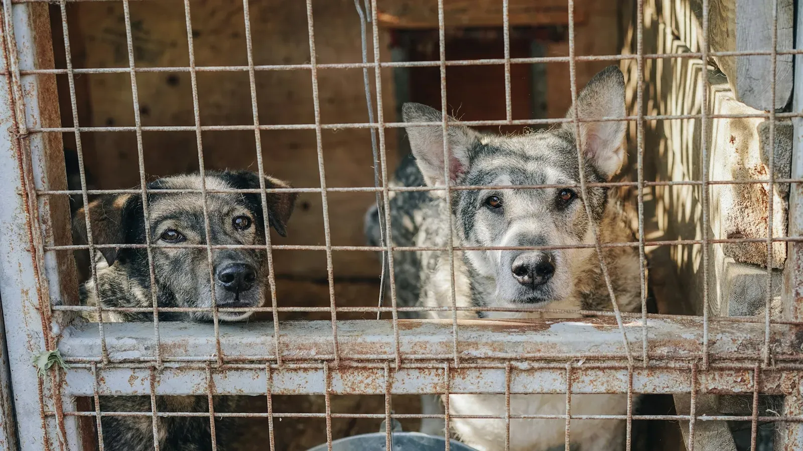 Dois cães sem raça definida olham através da grade de um canil de madeira