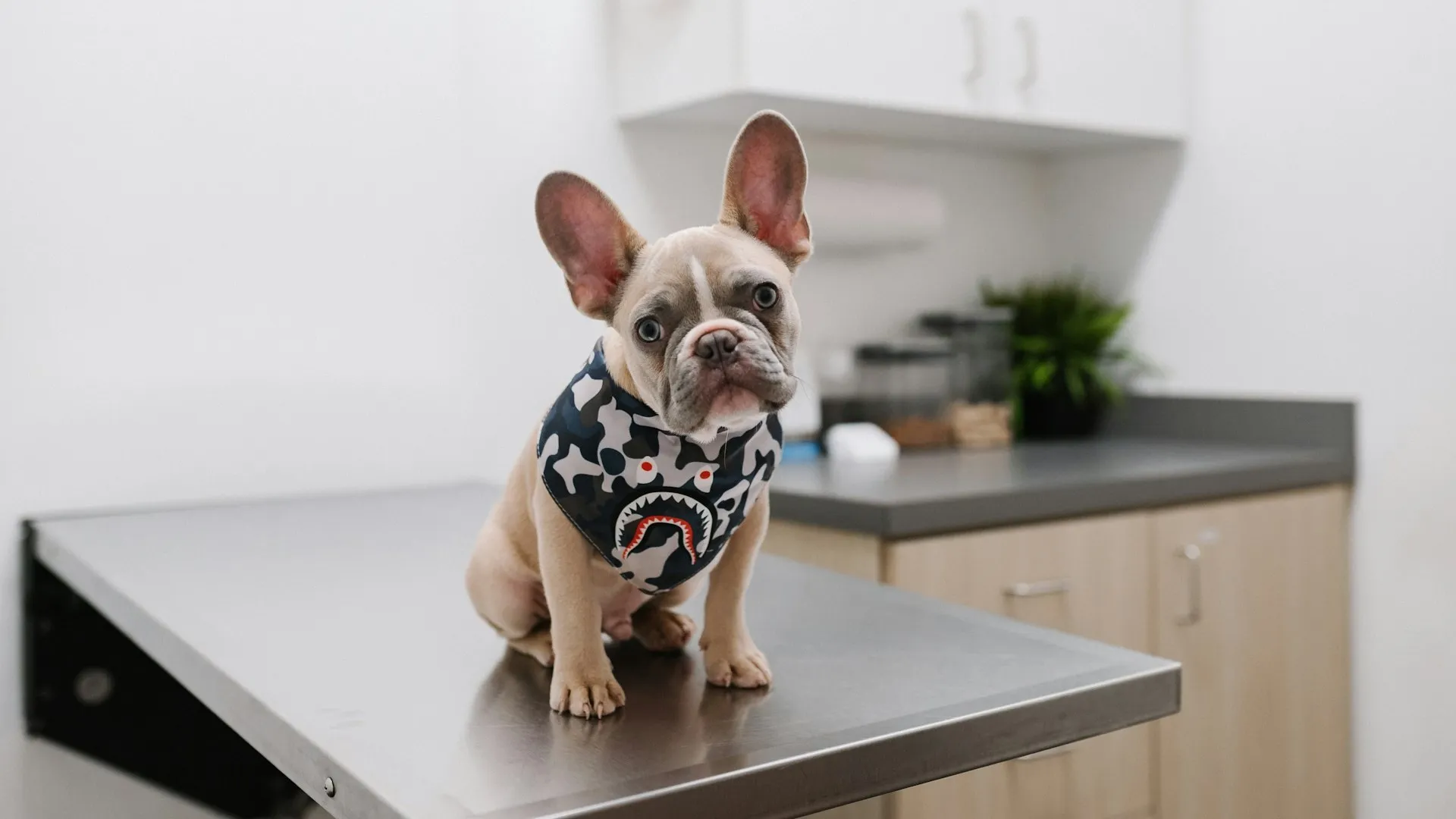 Filhote de Bulldog Francês bege vestindo arnês escuro estampado, sentado sobre mesa metálica de exame veterinário. Fundo de clínica desfocado.