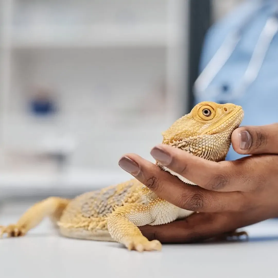 Atendimento de pets não convencionais