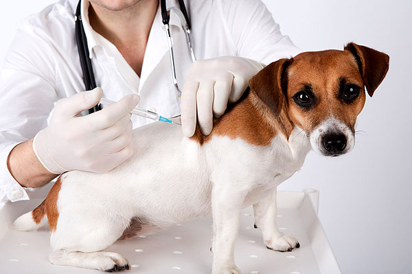 vacinas-cachorro-2